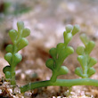 Caulerpa racemosa