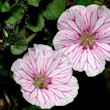 Erodium reichardii, endemisme de penyals