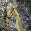 Metamorfosi. Lestes viridis