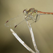 Ales i ulls. Sympetrum striolatum