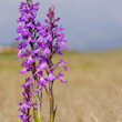 Naixeran les orqudies a Son Bosc ?