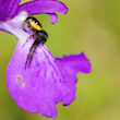 La diversitat biolgica de Son Bosc