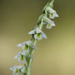 L'Orqudia de tardor