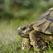 La Tortuga Mediterrnia